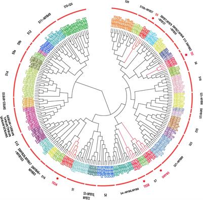 Systematic Analysis of the R2R3-MYB Family in Camellia sinensis: Evidence for Galloylated Catechins Biosynthesis Regulation